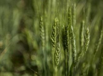MSU Professor Recommends Methods To Boost Wheat Grain Protein Mid-Season